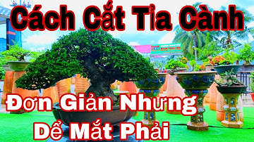 cách cắt tỉa cành cho cây bonsai nhanh đầy tàn thành phẩm chơi lâu năm