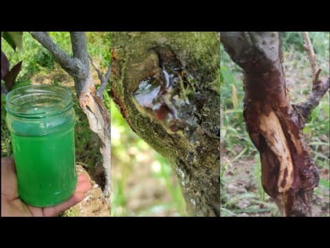 بدترین بیماری در درختان میوه را بشناسید و برای پیشگیری و درمان اقدام کنید