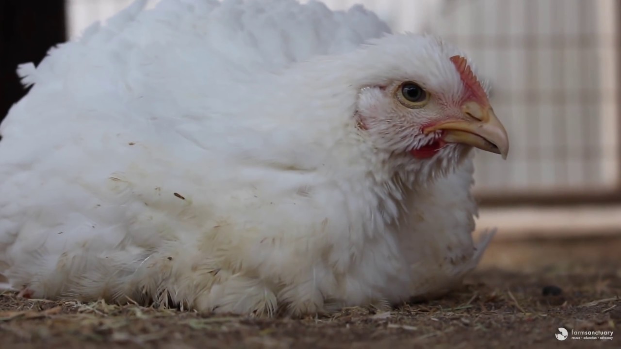 From Freeway to Freedom: 9 Chickens Safe at Farm Sanctuary