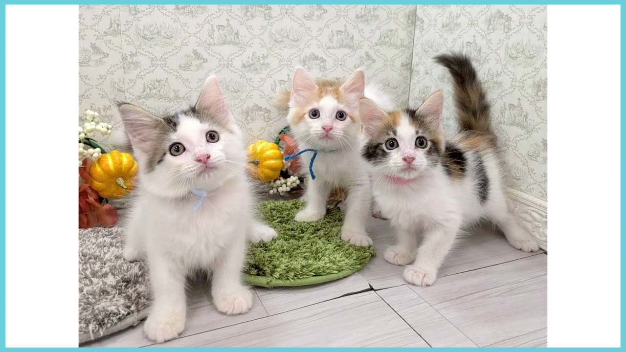 メインクーンの子猫（メス♀） 秦野店｜ペットショップCoo＆RIKU