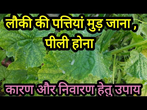 लौकी के प्लांट की पत्तियां मुड़ जाना,पीली होना कारण और उपचार ||