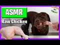ASMR Dog Eating Raw Chicken | For The First Time