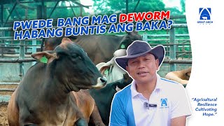 AMAZING! DEWORMING AND PARASITE CONTROL IN PRE CALVING MANAGEMENT (Part1)