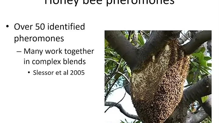 Honey Bee Communication: The Other Dances and Pheromones