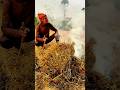 জমির বিষ শোধন করা হয়ে থাকে কি করে #short #agriculture  ￼