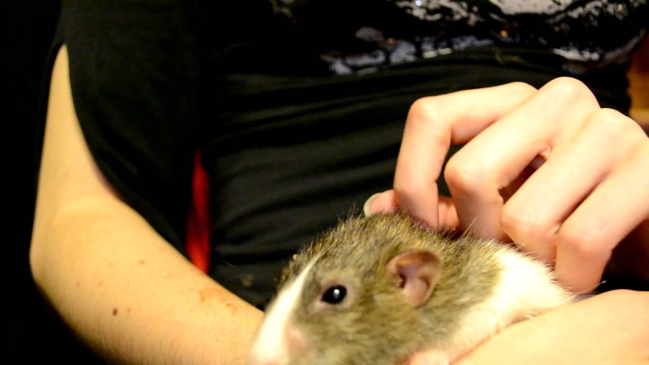 Rat en détresse respiratoire YouTube Rat en détresse respiratoire YouTube