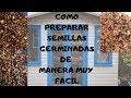 COMO GERMINAR SEMILLAS DE MANERA MUY FACIL