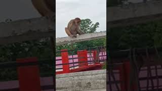 ghar me Koi hai ji #funny #comedy #monkey #yutubeshorts