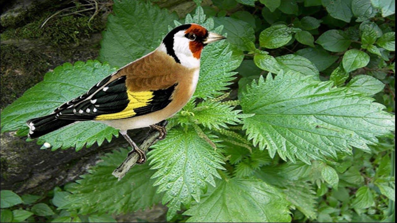 كيف نخزن الحريق لكي نقدمه في الصيف و الخريف