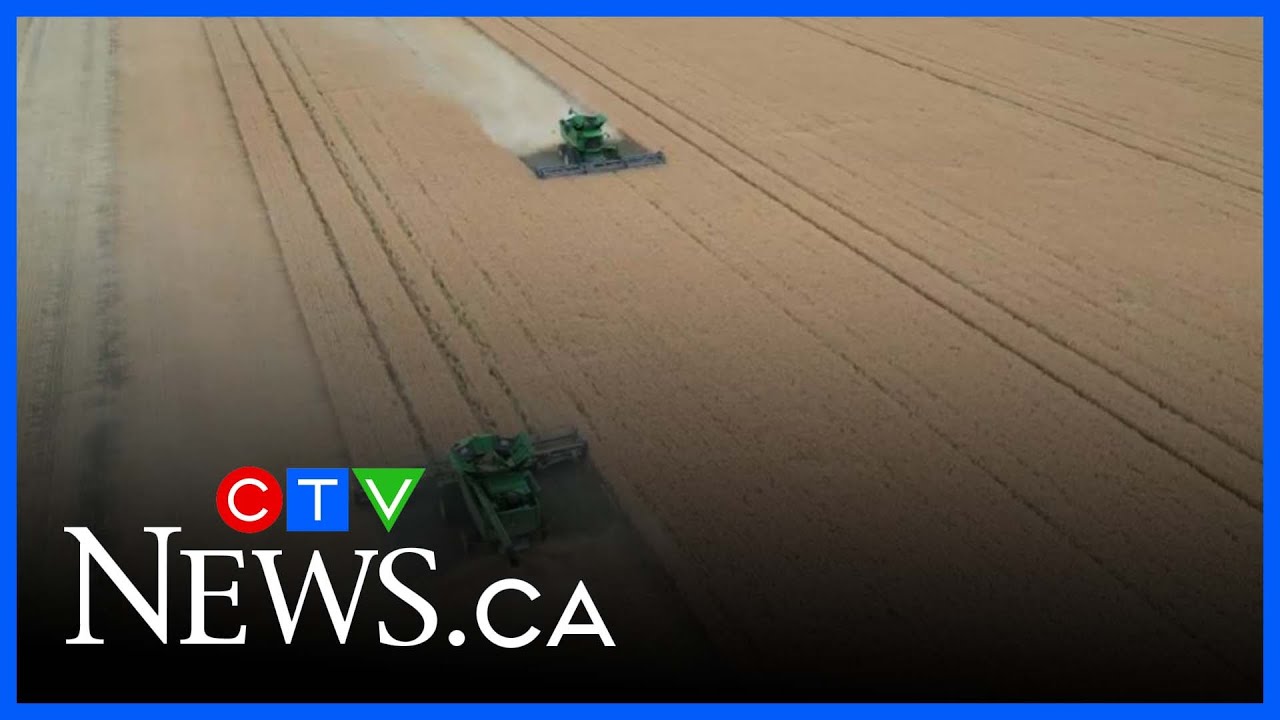 Saskatchewan harvest falling behind average pace - YouTube