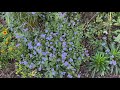 Hardy Ageratum, Conoclinum,  a fabulous weed