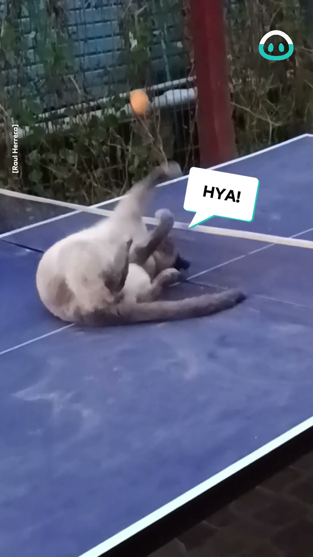 Cat Effortlessly Dominates Table Tennis || ViralHog