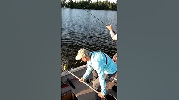 BIG FISH HITS RIGHT AT MY FEET!! - Musky Crushes Topwater #shorts #musky