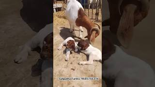 #Boer Goats#Boer Goat Delivery#Boer goat kids#Top quality kids#Satpathy Goat Farms#Odisha Boer Goats