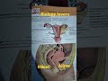 biology Lover#neet #Aiims Human reproduction organ in male and female