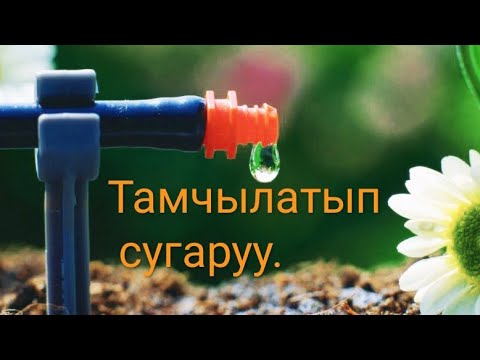 Video: Жабык өсүмдүктөр үчүн тамчылатып сугаруу: пластикалык бөтөлкөлөрдөн үй гүлдөрүнө тамчылатып сугаруу системасын кантип жасаса болот?