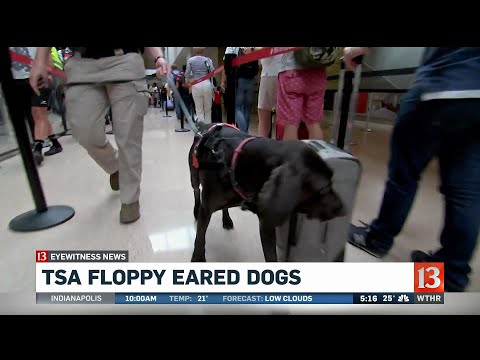 Video: De Transport Security Administration Zal Meer Floppy-eared Dogs Op Luchthavens Gebruiken