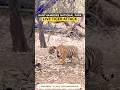 Tiger Attack Sab Dar Kar Bhaag Gaye Ranthambore Tiger Trending Wildlife Shorts Viralshorts Tiger Attack Sab Dar Kar Bhaag Gaye Ranthambore Tiger Trending Wildlife Shorts Viralshorts