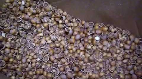 Adjustable Patriot Industrial Strength Nut Cracking Machine Cracks Hazel Nuts