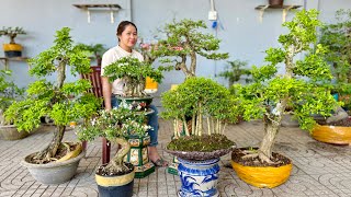 Thúy An 18/4 #0939700449 báo giá bonsai - Mai Chiếu Thủy, Linh Sam, Me Ngọt, Nguyệt Quế