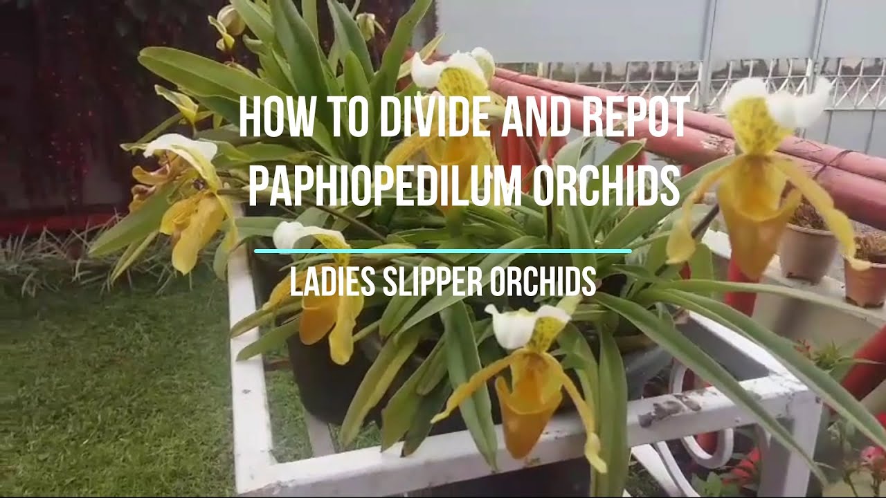 HOW TO DIVIDE AND REPOT A PAPHIOPEDILUM ORCHID or LADIES SLIPPER ORCHID