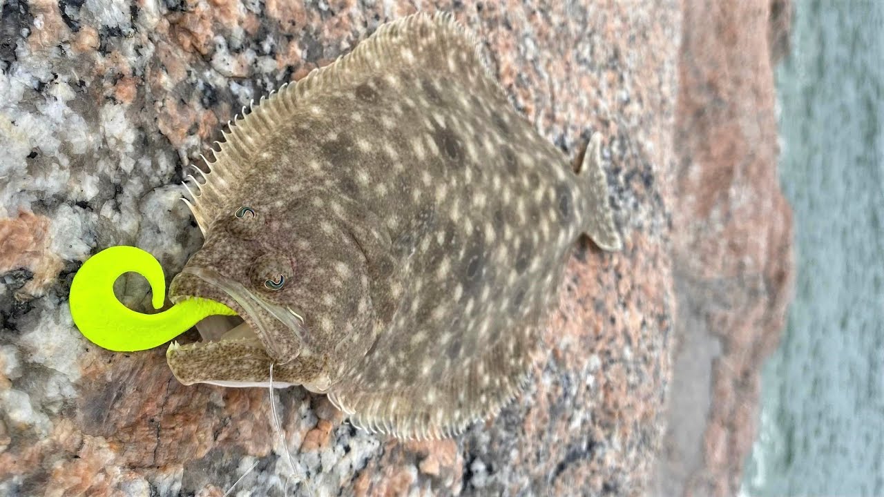 Surf Fishing early-September on Long Island! Fluke, Pufferfish and More!