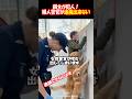 飼主が犯人!婦人警官が逮捕できない訳#shorts #dog #funny #犬#かわいい犬