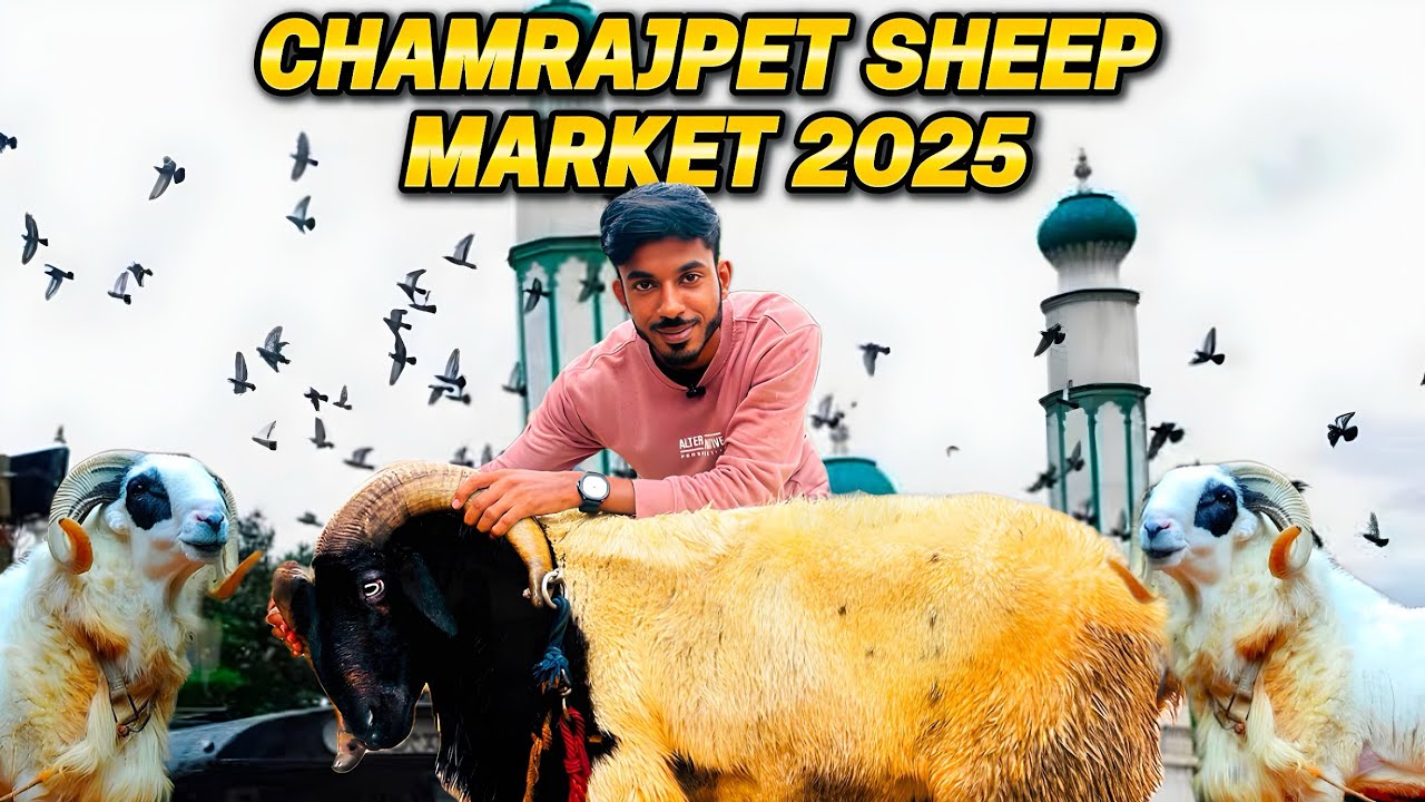Bangalore Chamrajpet sheep market 2025❤️ | Bakrid special