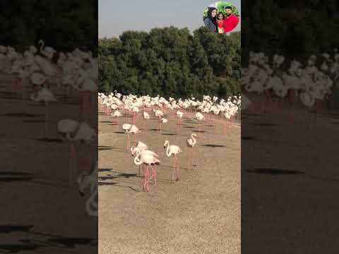 Best place to watch Flamingo/ Ras al khor wild life sancuary#Shorts