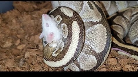 Ball Python Wraps Around A Mouse / Warning Live Feeding