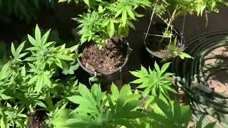 Update for outdoor garden WIFF