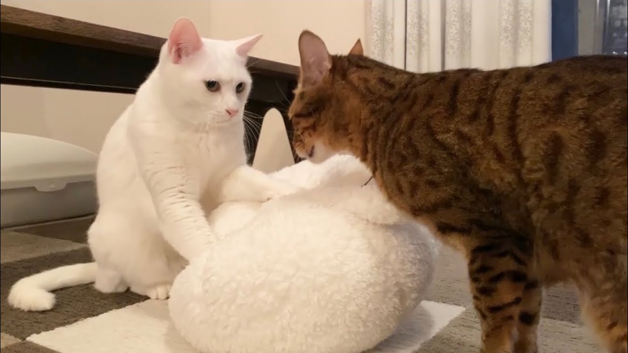 モミ職人 マッサージ師なねこ モミモミしたら まさかの展開が Youtube