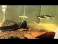tiger fish (goliath &amp; brevis)
