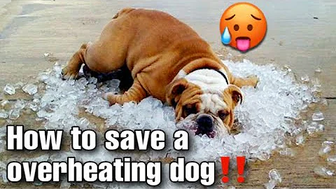 Dog Overheating - How to save your dog from heat stroke and heat stress‼️ BREEDERS HACKS‼️ - DayDayNews