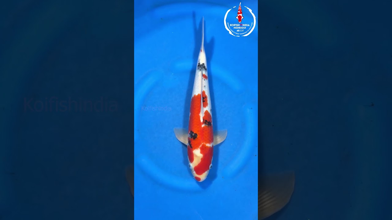 Sanke  42cm – Marusei Koi Farm (MFP6-68)|Imported from Japan|Buy Japanese Koi Fish Online in India