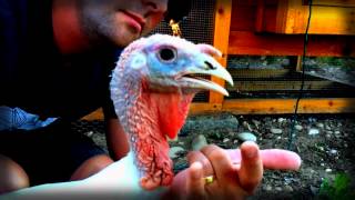 Turkey Dub
