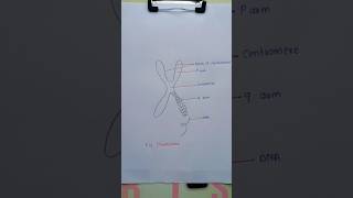 chromosome diagram #shorts#biologydiagrams