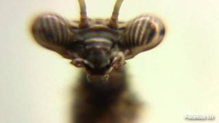 Budwing Mantis L6 (Parasphendale sp.)