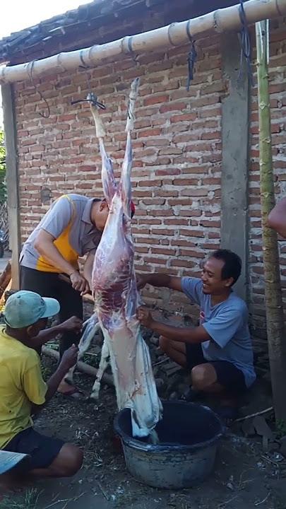 Cinematic Kurban Idul Adha 1444