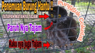 Download Lagu Dapat burung hantu !! Jenis Pungguk Coklat MP3