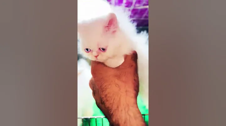 Video 11662681: persian cat collection, face persian cat kitten