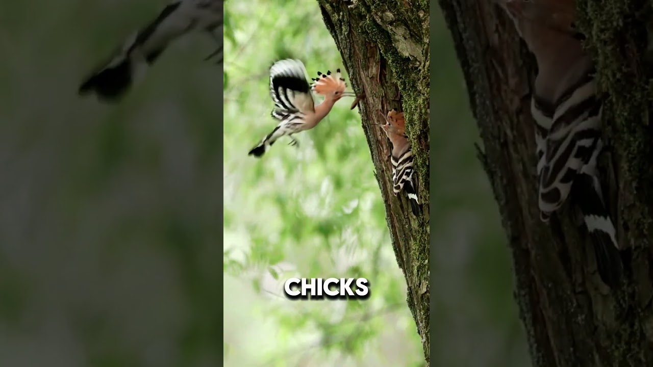 Royal bird… with a poop cannon! 😳