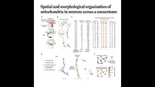890-Mitochondrial Morphology and Positioning in Connectome