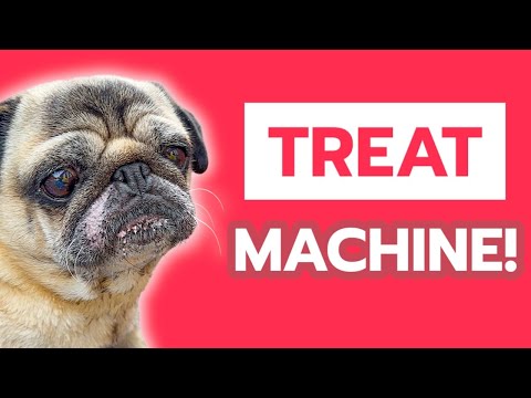 He's a treat eating MACHINE! 🤣 Pug Dog Funny Videos