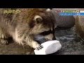 Raccoon eats cotton candy in the end!