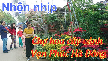 Dạo Chợ Hoa Vạn Phúc, Hà Đông Ngày Giáp Tết | Nhộn Nhịp Chợ Cây Cảnh Vạn Phúc Cuối Năm