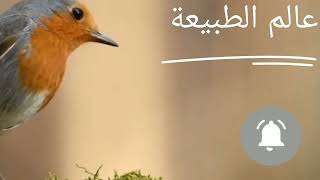 تغريد العصافير في عالم الطبيعة:  اكتشف سحر الأصوات الطبيعية واستمع إلى أجمل ألحان العصافير.