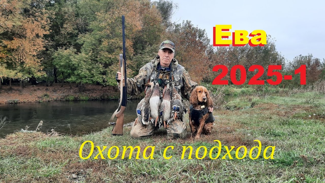 Охота с подхода на утку с молодым  спаниелем.