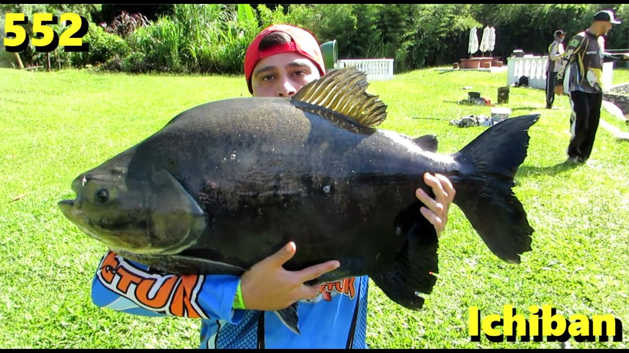 Ichiban - Pão e Anteninha em nossa pescaria - Fishingtur na TV 552