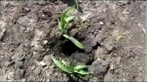 AquaCheck Soil Probe Install only